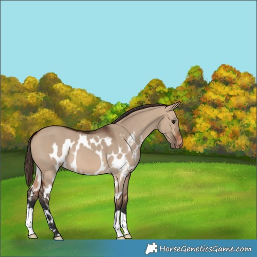 Horse Color:Brown Dun Skewed Appaloosa