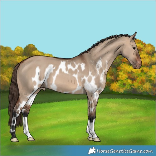 Horse Color:Brown Dun Skewed Appaloosa 