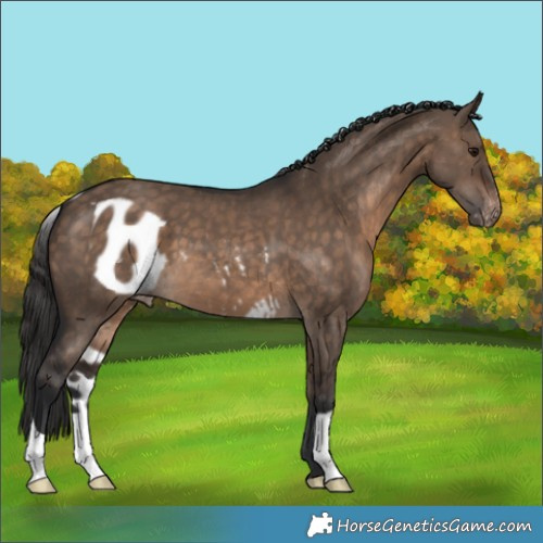 Horse Color:Brown Dun Skewed Appaloosa 