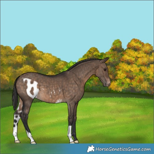 Horse Color:Brown Dun Skewed Appaloosa 