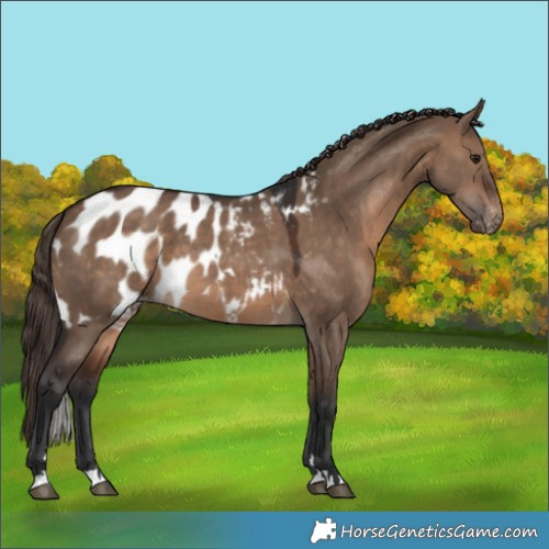 Horse Color:Brown Dun Skewed Appaloosa 