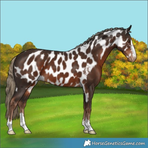 Horse Color:Liver Chestnut Skewed Appaloosa 