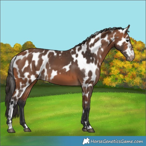 Horse Color:Bay Skewed Appaloosa 