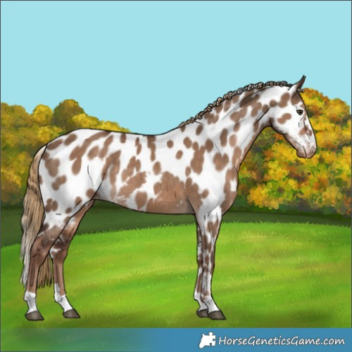 Horse Color:Liver Red Dun Skewed Appaloosa Rabicano 