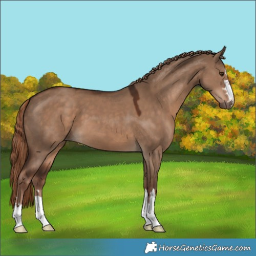 Horse Color:Liver Red Dun 