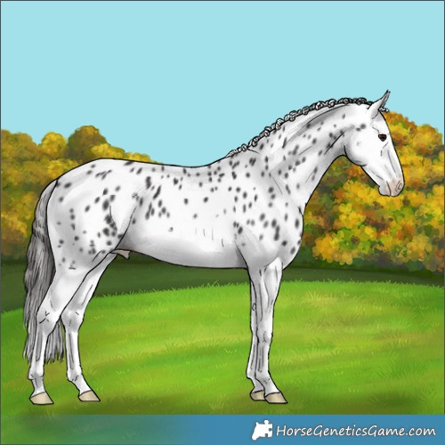 Horse Color:Smoky Black Splash Appaloosa 