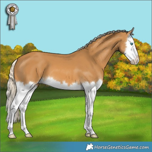 Horse Color:Palomino Splash 