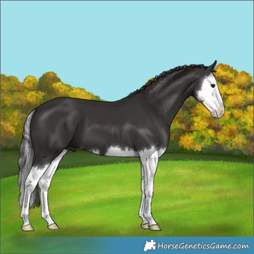 Horse Color:Smoky Black Splash 