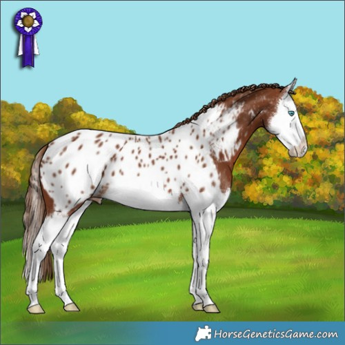 Horse Color:Chestnut Splash Appaloosa 