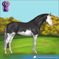 Horse Color:Smoky Black Splash