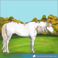 Horse Color:Chocolate Palomino Sabino Frame Appaloosa Rabicano 
