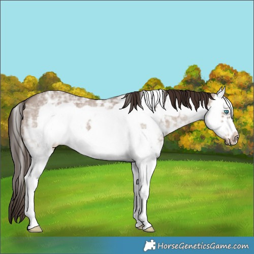 Horse Color:Liver Red Dun Ice Sabino Splash Frame 