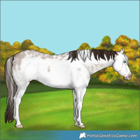 Horse Color:Liver Red Dun Ice Sabino Splash Frame 