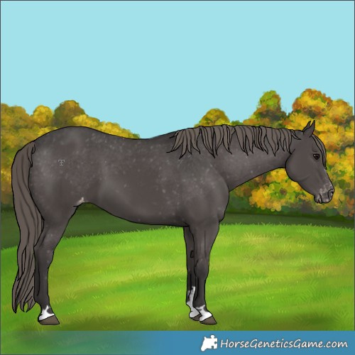 Horse Color:Smoky Black Appaloosa 