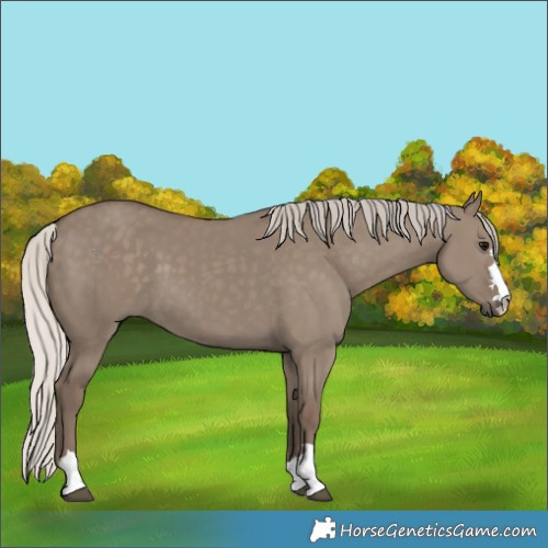 Horse Color:Silver Grullo 