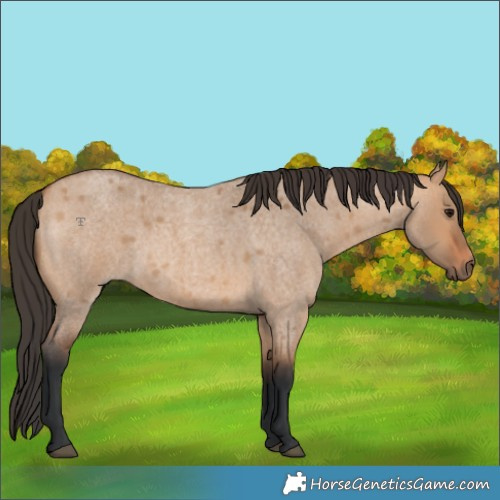 Horse Color:Bay Roan Dun 