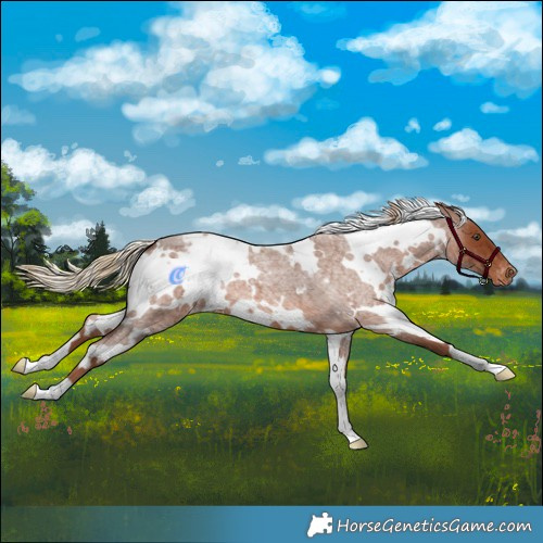 Horse Color:White Spotted Red Roan Appaloosa