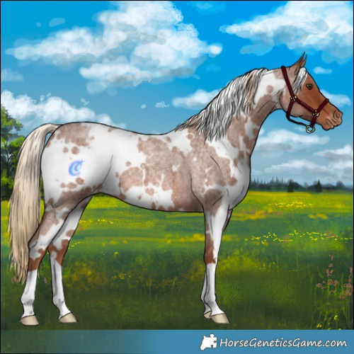 Horse Color:White Spotted Red Roan Appaloosa 