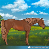 Horse Color:Chestnut 