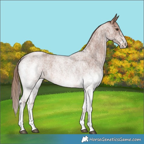 Horse Color:White Spotted Red Roan 