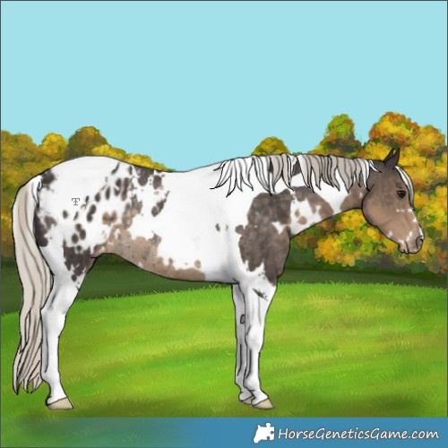 Horse Color:White Spotted Silver Smoky Black Tobiano Appaloosa Rabicano 