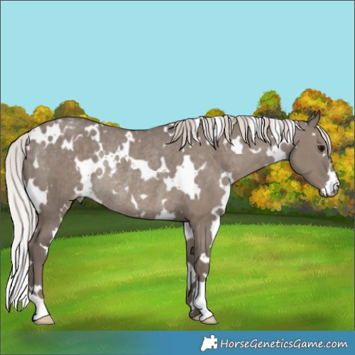Horse Color:White Spotted Silver Grullo Appaloosa Rabicano 