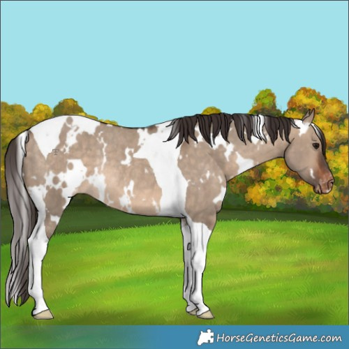 Horse Color:White Spotted Bay Dun Tobiano Appaloosa Rabicano 