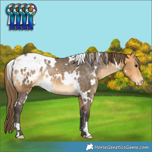 Horse Color:White Spotted Buckskin Appaloosa Rabicano 