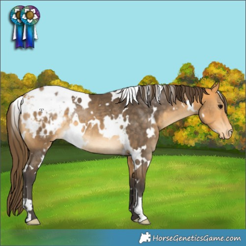 Horse Color:White Spotted Buckskin Appaloosa Rabicano 