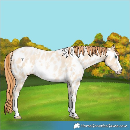 Horse Color:White Spotted Grullo Snowdrop Pearl Sabino Appaloosa Rabicano 