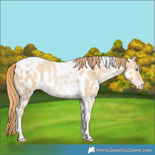 Horse Color:Black Snowdrop Pearl Tobiano Appaloosa Rabicano 