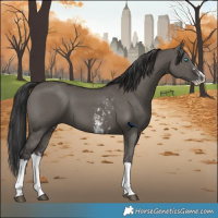 Horse Color:Grullo Sabino Splash  and Smoky Grullo Sabino Splash 