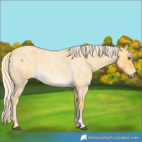 Horse Color:Palomino Roan 