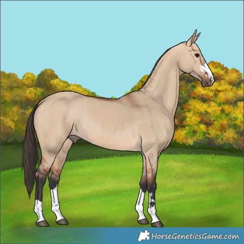 Horse Color:Bay Dun