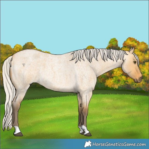 Horse Color:Silver Buckskin Roan Dun