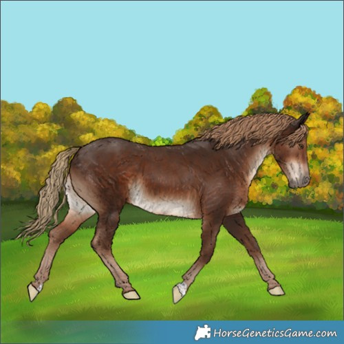 Horse Color:Liver Chestnut 