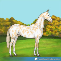 Horse Color:Palomino Dun Near Leopard