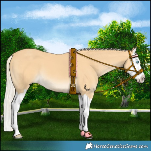 Horse Color:Palomino Splash 