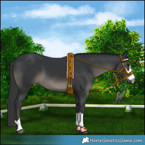 Horse Color:Black 