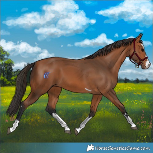 Horse Color:Bay 