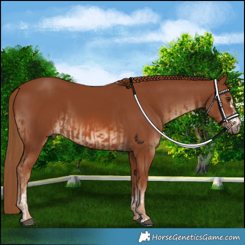 Horse Color:Chestnut  and Chestnut 