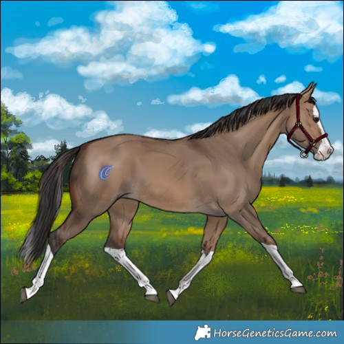 Horse Color:Brown Dun Splash 