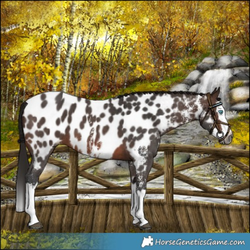 Horse Color:Gray Bay Sabino Splash Near Leopard 