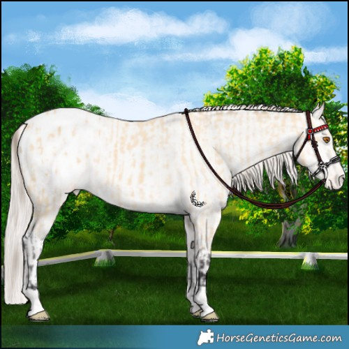 Horse Color:Buckskin Appaloosa  and Perlino Appaloosa 