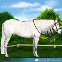 Horse Color:Buckskin Appaloosa  and Perlino Appaloosa 