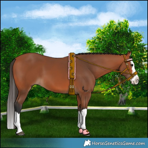 Horse Color:Bay Splash 