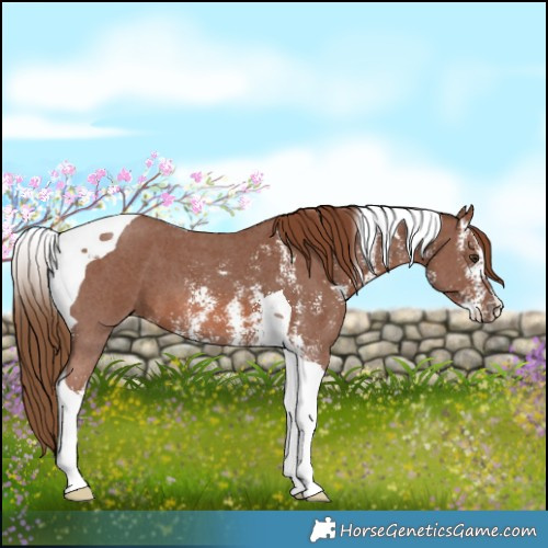 Horse Color:Chestnut Sabino Tobiano 