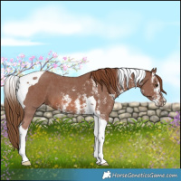 Horse Color:Chestnut Sabino Tobiano