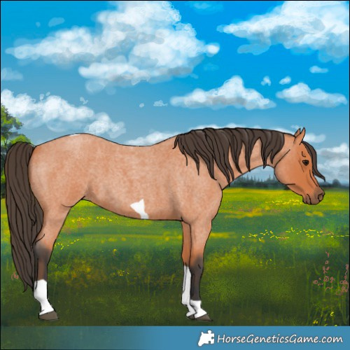 Horse Color:Bay Roan Tobiano