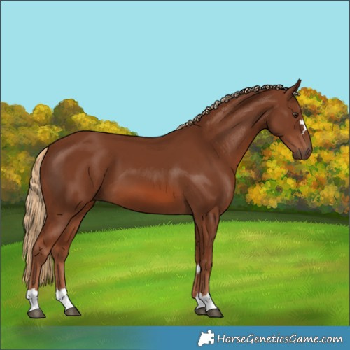 Horse Color:Chestnut 